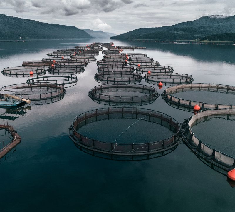 wire mesh used for aquaculture 